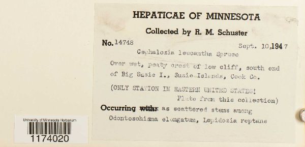 Fuscocephaloziopsis leucantha image