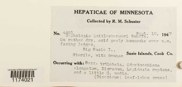 Fuscocephaloziopsis loitlesbergeri image