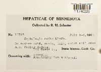 Fuscocephaloziopsis lunulifolia image