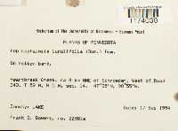 Fuscocephaloziopsis lunulifolia image