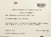 Fuscocephaloziopsis lunulifolia image