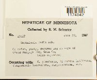 Fuscocephaloziopsis lunulifolia image