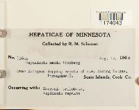 Fuscocephaloziopsis lunulifolia image