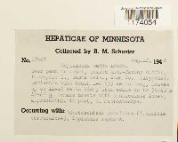 Fuscocephaloziopsis lunulifolia image