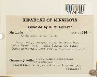 Fuscocephaloziopsis lunulifolia image