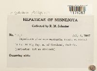 Fuscocephaloziopsis pleniceps image