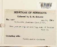 Fuscocephaloziopsis pleniceps image