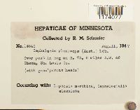 Fuscocephaloziopsis pleniceps image