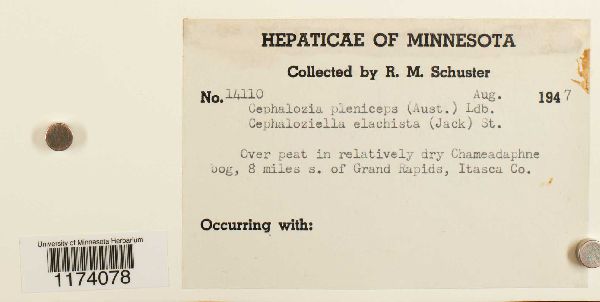 Fuscocephaloziopsis pleniceps image