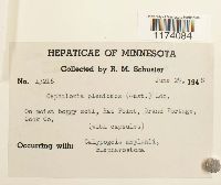 Fuscocephaloziopsis pleniceps image