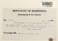 Fuscocephaloziopsis pleniceps image