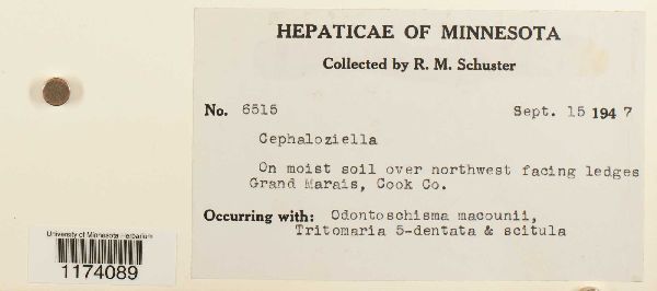 Cephaloziellaceae image