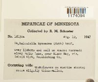 Cephaloziella divaricata image