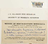 Cephaloziella divaricata image