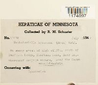 Cephaloziella divaricata image