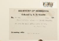 Cephaloziella elachista image