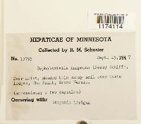 Cephaloziella hampeana image