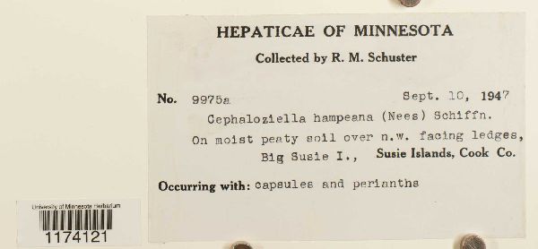 Cephaloziella hampeana image