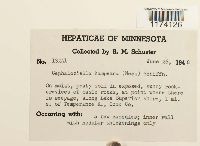 Cephaloziella hampeana image