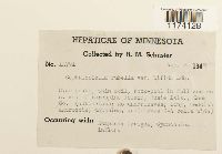 Cephaloziella rubella image