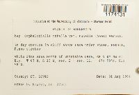 Cephaloziella rubella image