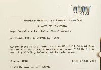 Cephaloziella rubella image