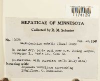 Cephaloziella rubella image