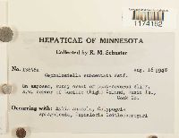 Cephaloziella spinigera image