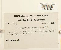 Chiloscyphus pallescens image