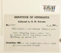 Chiloscyphus pallescens image