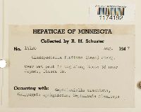 Odontoschisma fluitans image