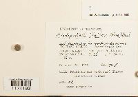 Odontoschisma fluitans image