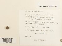 Odontoschisma fluitans image