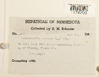 Conocephalum conicum image