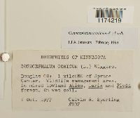 Conocephalum conicum image