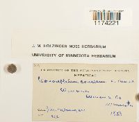 Conocephalum conicum image