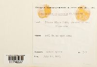 Conocephalum conicum image