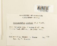 Conocephalum conicum image