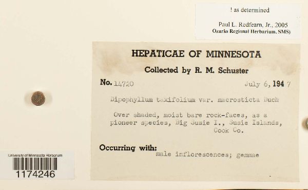 Diplophyllum taxifolium var. macrosticta image