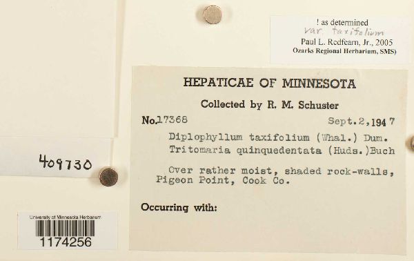 Diplophyllum taxifolium image