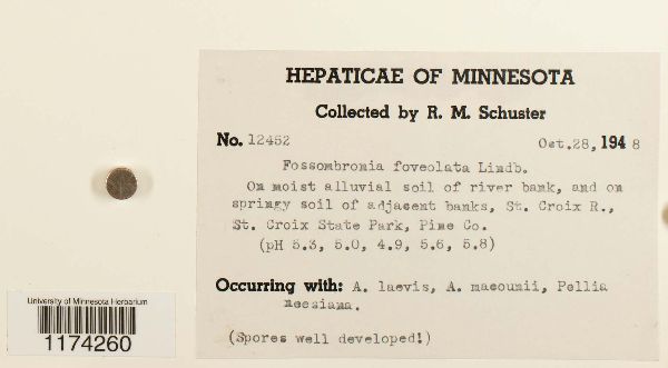 Fossombronia foveolata image