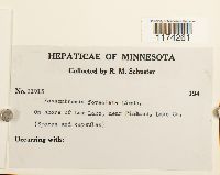 Fossombronia foveolata image