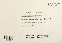 Fossombronia foveolata image