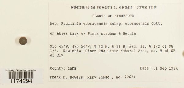 Frullania eboracensis subsp. eboracensis image