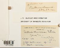 Frullania eboracensis image