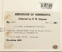 Frullania eboracensis image