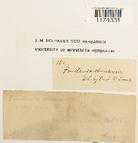 Frullania eboracensis image