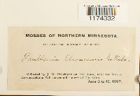 Frullania eboracensis image