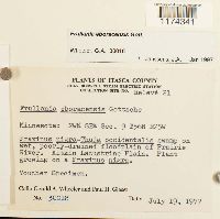 Frullania eboracensis image