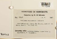 Frullania eboracensis image